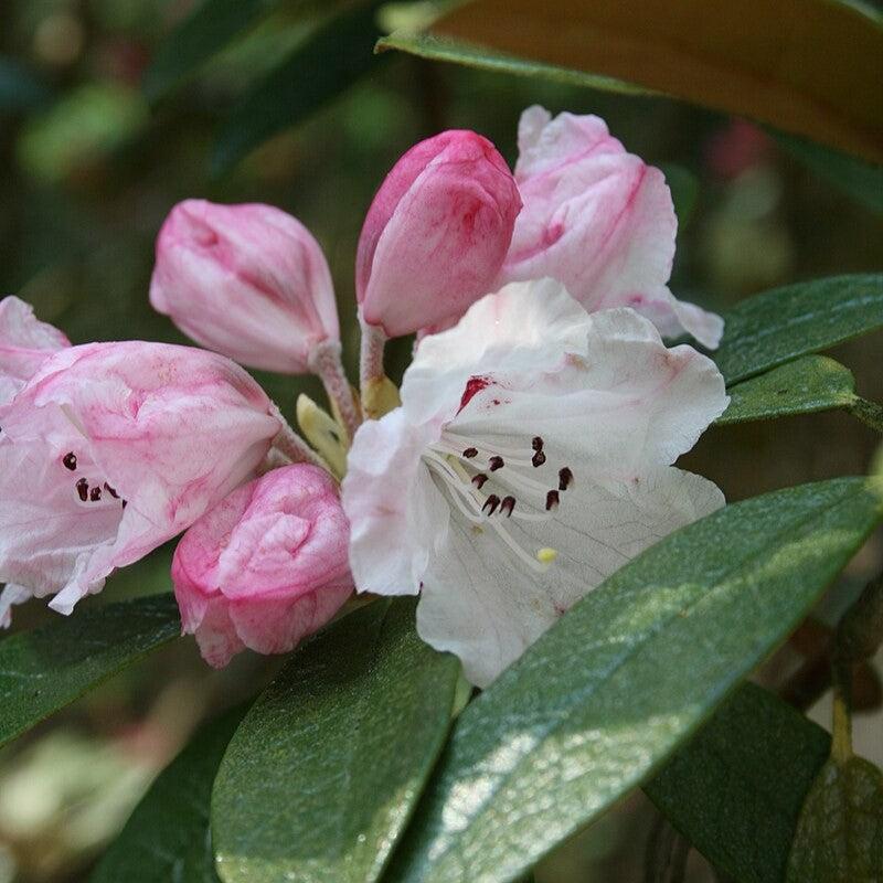 Rhododendron wiltonii ~ Wilton Rhododendron