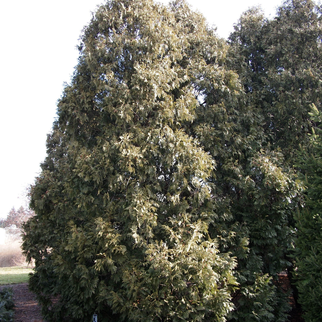 Thuja occidentalis 'Nigra' ~ Dark American Arborvitae