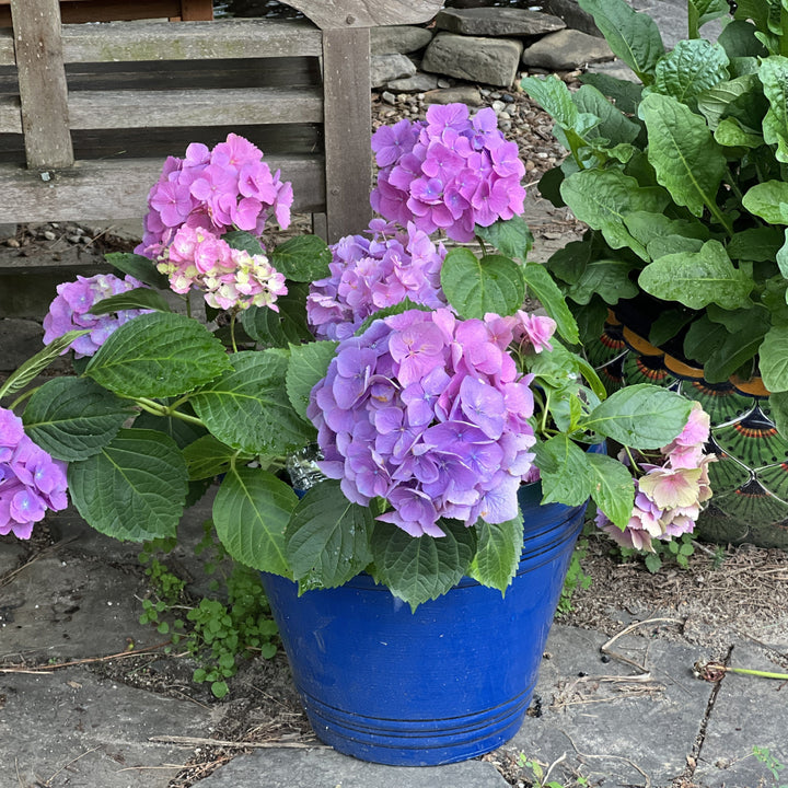 Hydrangea macrophylla 'Mathilda Gutges' ~ Mathilda Gutges Hydrangea