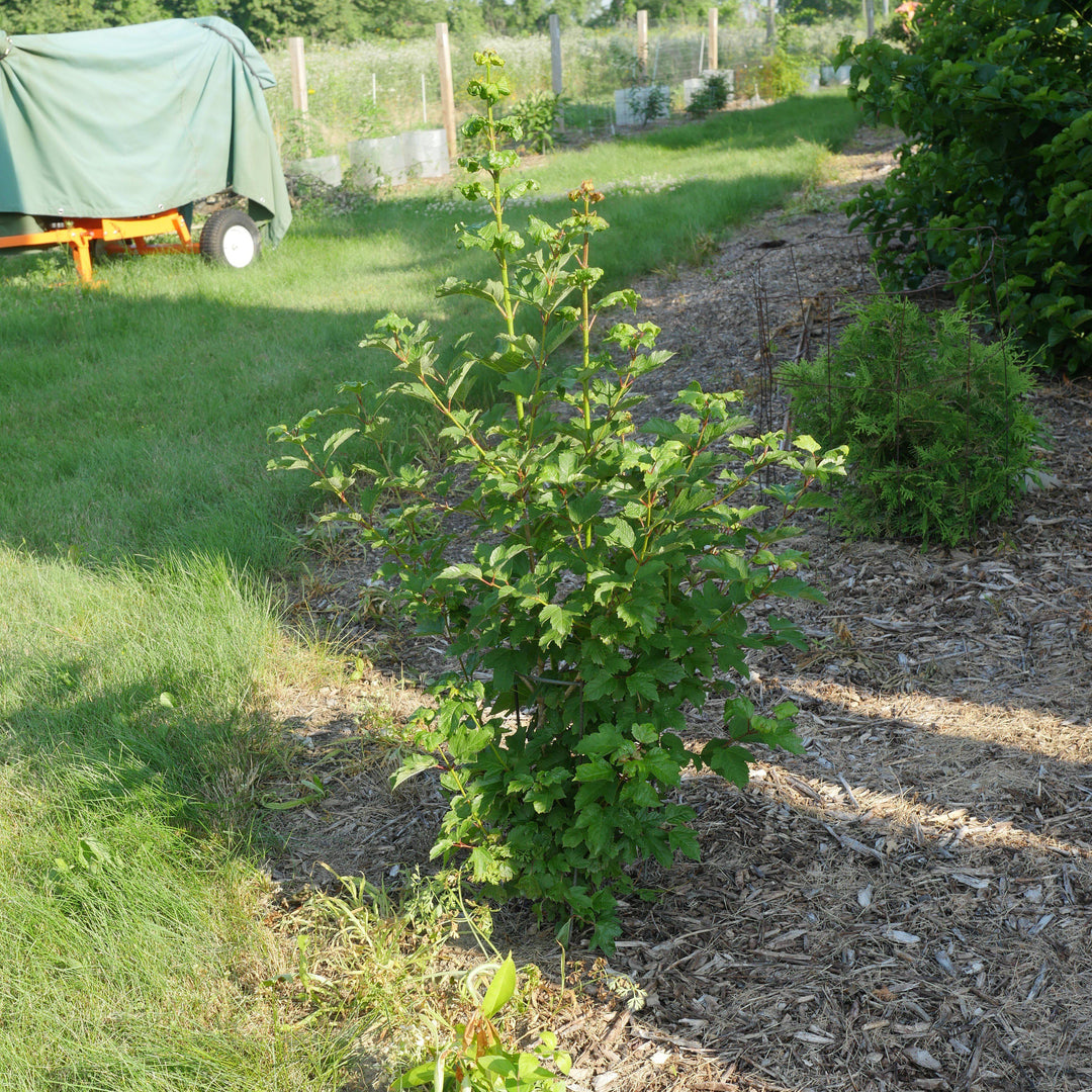 Viburnum opulus var. americanum ~ Highbush Cranberry