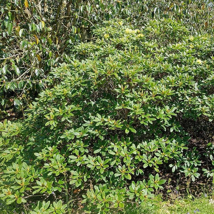 Rhododendron 'Hotei' ~ Hotei Rhododendron