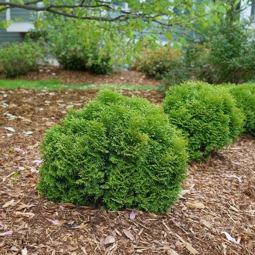 Thuja occidentalis 'SMNTOBAB' ~ Tater Tot® Arborvitae