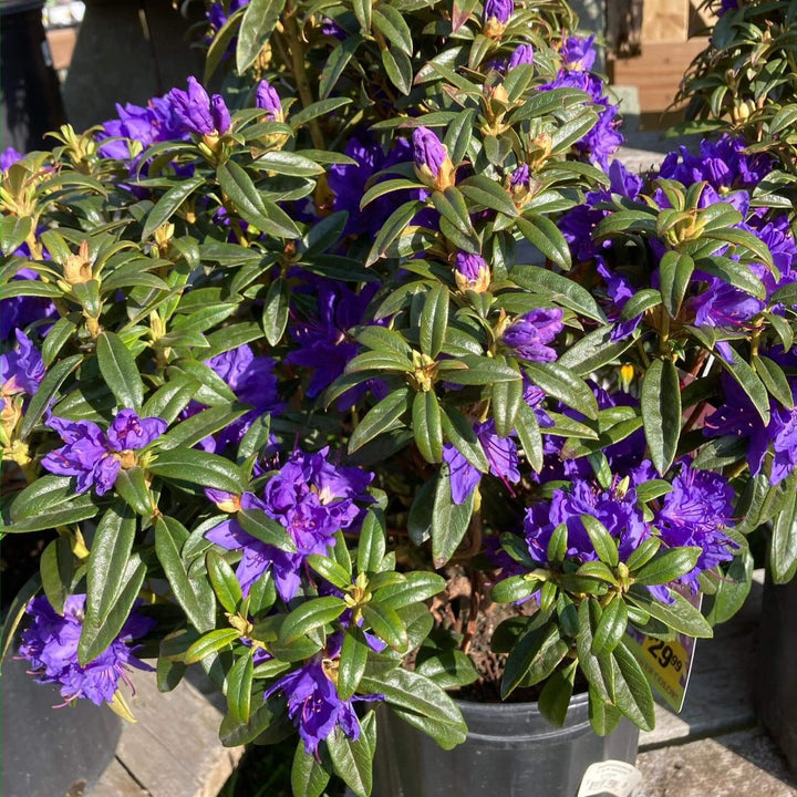 Rhododendron 'Blue Baron' ~ Blue Baron Rhododendron