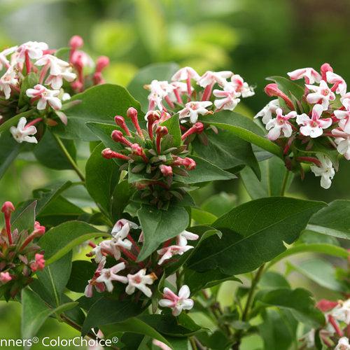 Abelia mosanensis 'SMNAMDS' ~ Sweet Emotion® Abelia