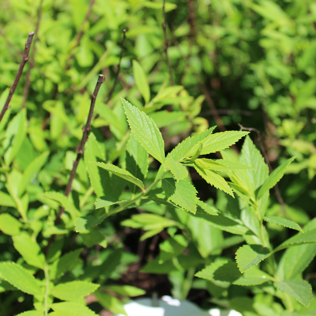 Spiraea japonica 'Shirobana' ~ Shirobana Spirea