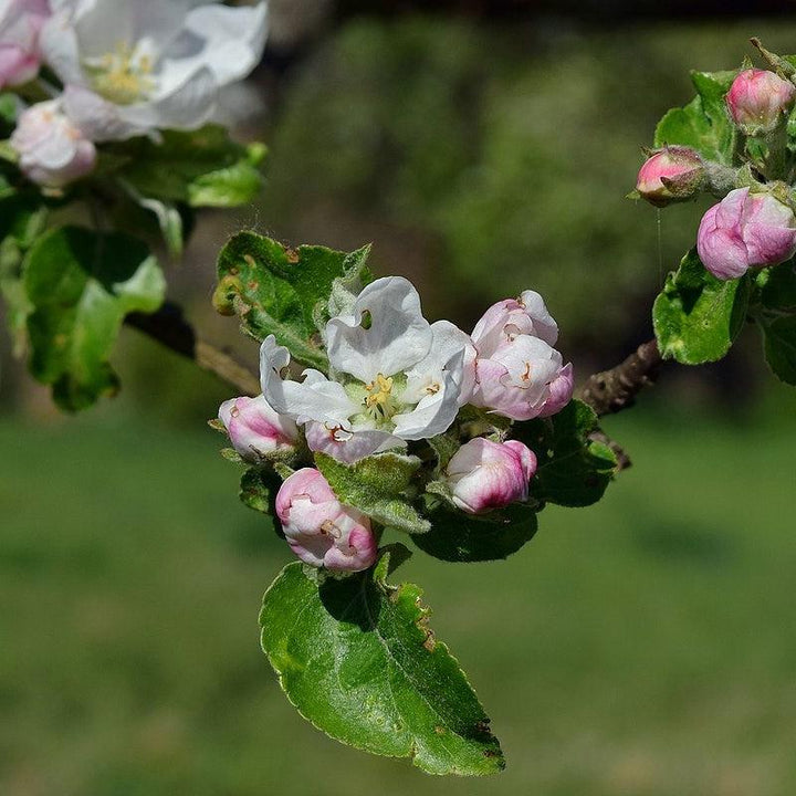 Malus 'Gravensteiner' ~ Gravensteiner Apple