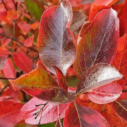 Aronia melanocarpa 'Grandiflora' ~ Grandiflora Chokeberry