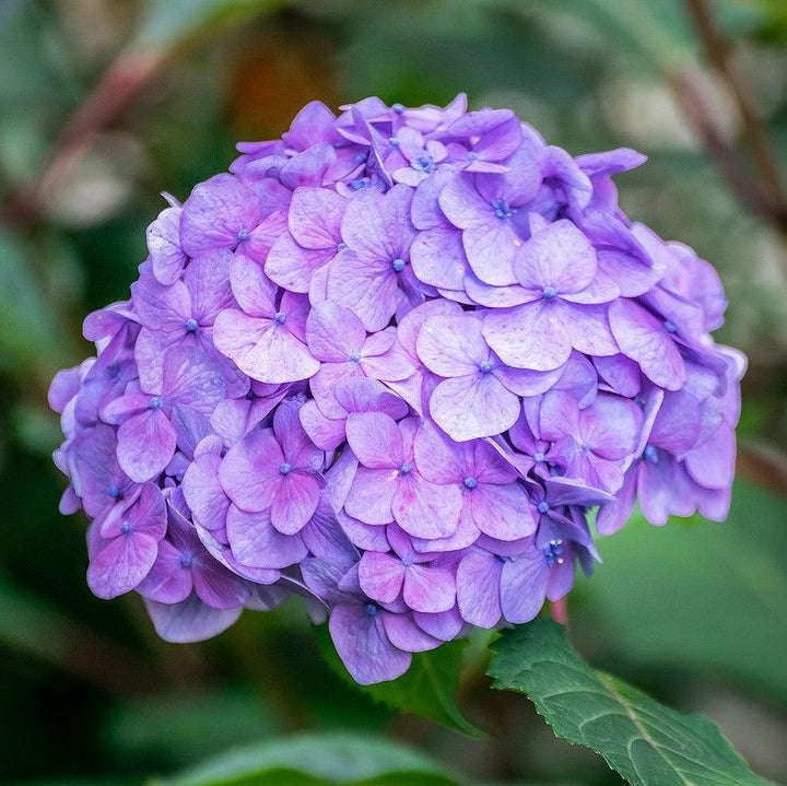 Hydrangea 'Endless Summer' Original