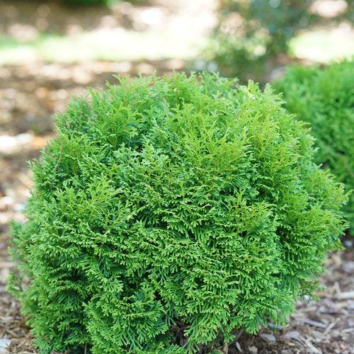 Thuja occidentalis 'SMNTOBAB' ~ Tater Tot® Arborvitae