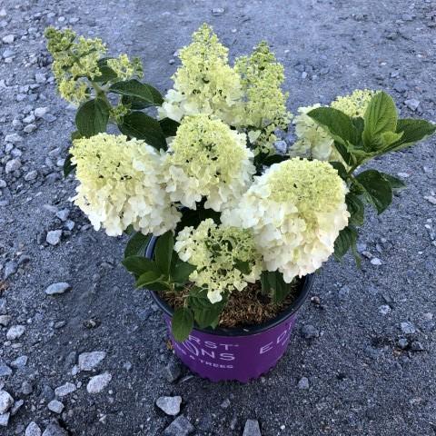 Hydrangea paniculata 'Bailpanone' PP32,549 ~ First Editions® Little Hottie® Hydrangea