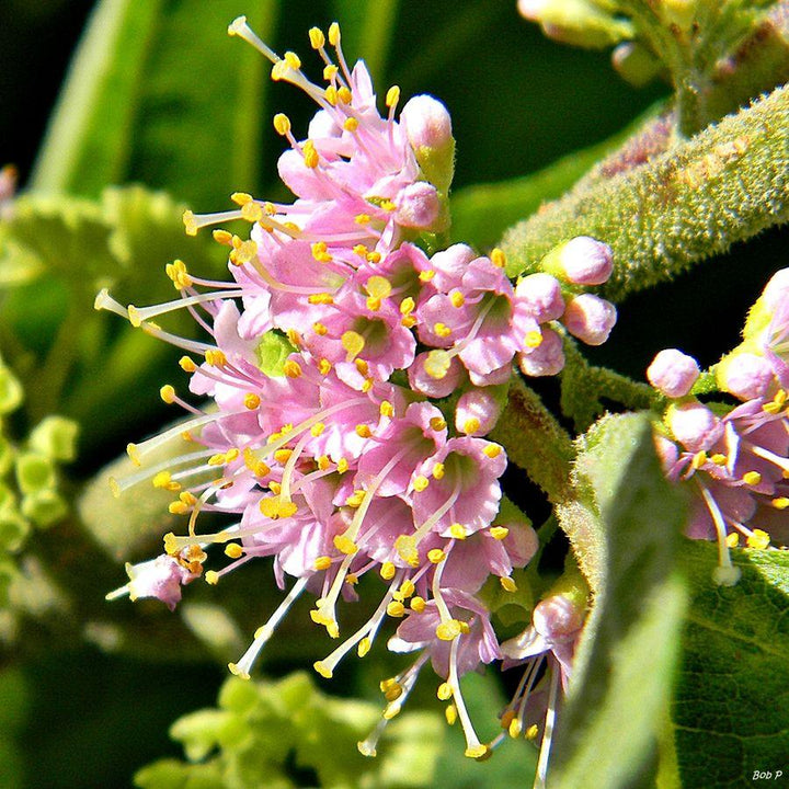 Callicarpa americana ~ American Beautyberry