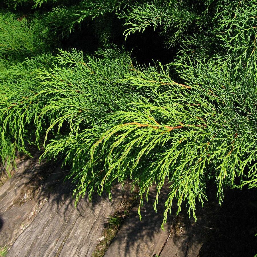 Microbiota decussata ~ Siberian Cypress, Siberian Carpet Cypress