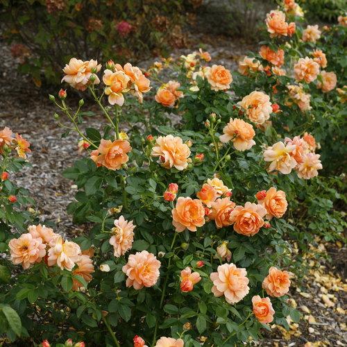 Rosa 'HORCOGJIL' PP 27541 ~ Proven Winners® Color Choice® At Last® Rose