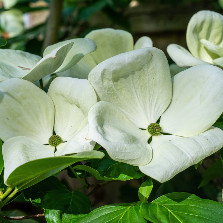 Cornus x 'KN30-8' ~ Venus® Dogwood