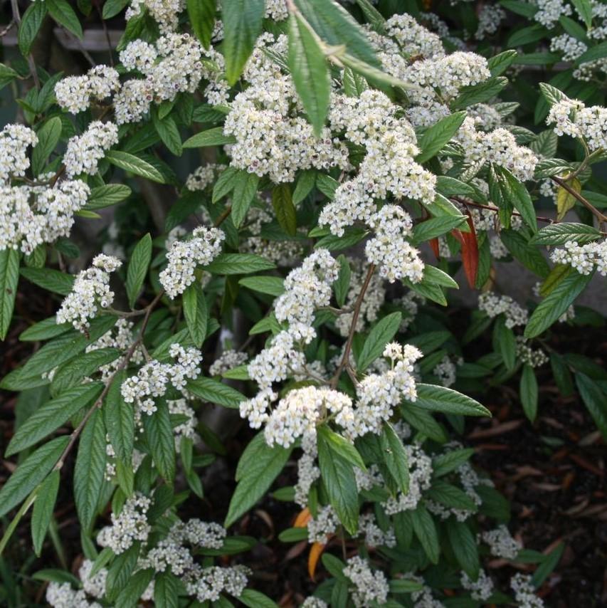 Cotoneaster sal. 'Repandens' ~ Willowleaf Cotoneaster