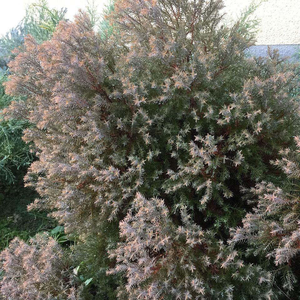 Thuja occidentalis 'Rheingold' ~ Rheingold Arborvitae