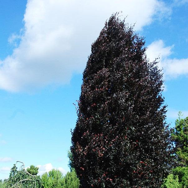 Fagus sylvatica 'Red Obelisk' ~ Red Obelisk Beech