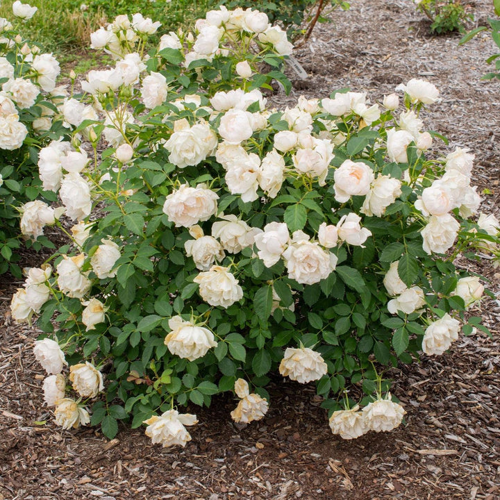 Rosa 'Meiradena' ~ Icecap™ Rose