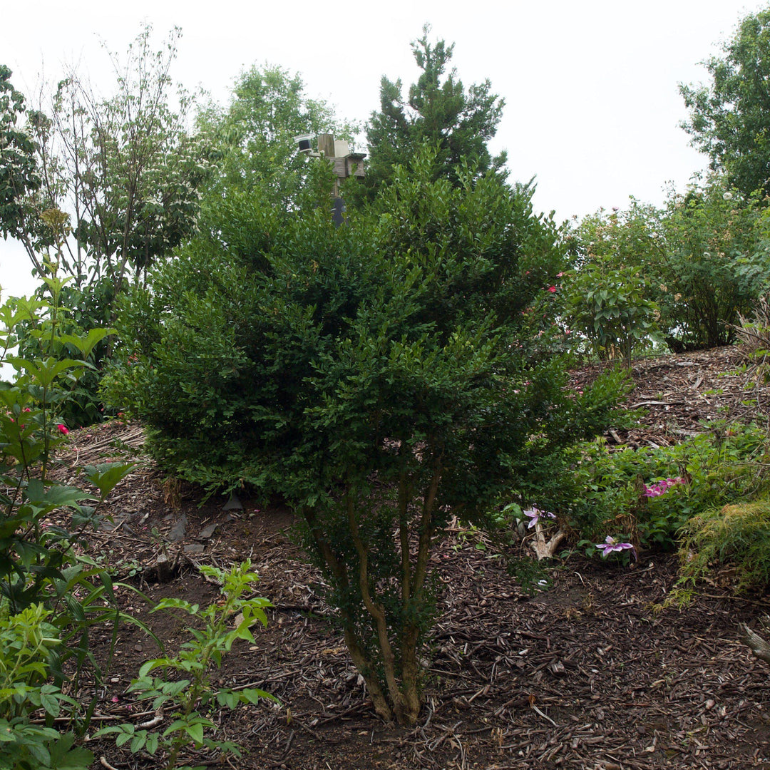 Buxus microphylla var. japonica 'Winter Gem' ~ Winter Gem Boxwood