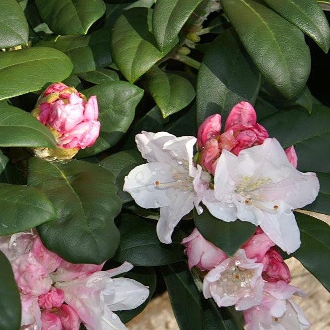 Rhododendron yakushimanum 'Yaku Princess' ~ Yaku Princess Rhododendron