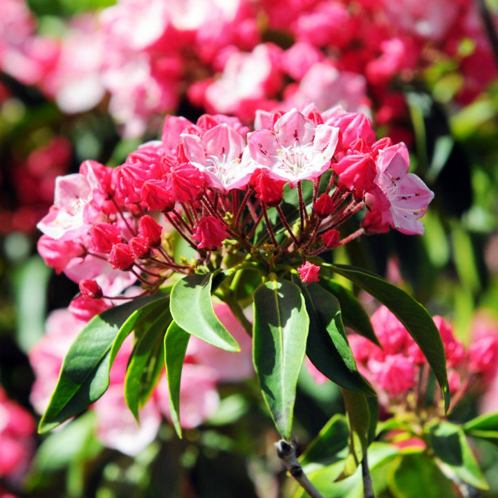 Kalmia latifolia 'Nipmuck' ~ Nipmuck Mountain Laurel