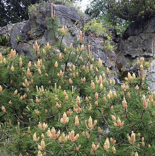 Pinus mugo var. Pumilio ~ Dwarf Mugo Pine, Pumilio Pine