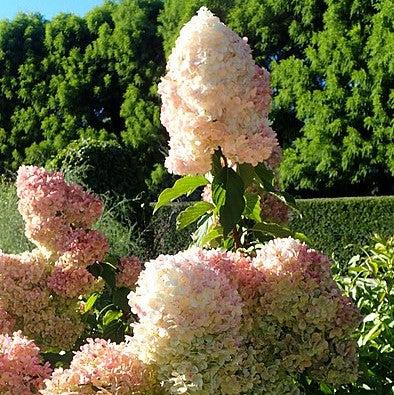 Hydrangea paniculata 'Renhy' ~ First Editions® Vanilla Strawberry™ Hydrangea