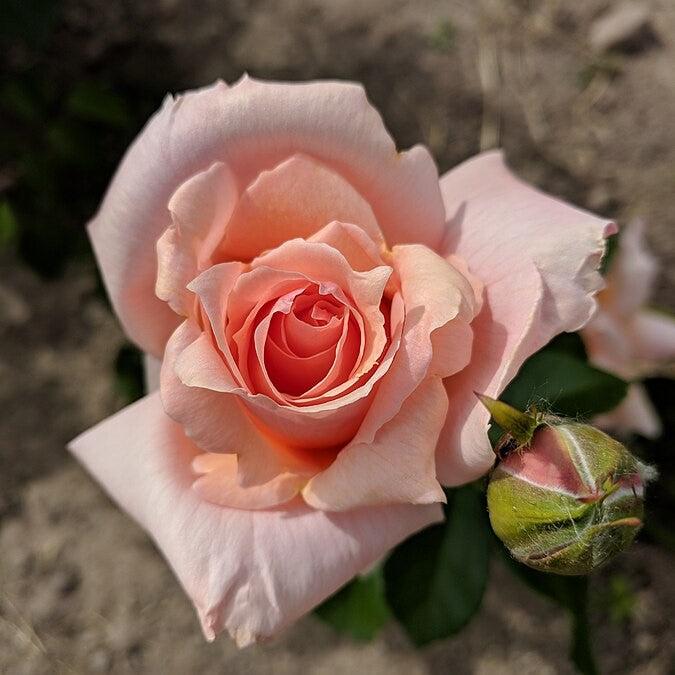 Rosa 'Meibidull' ~ Apricot Candy™ Rose