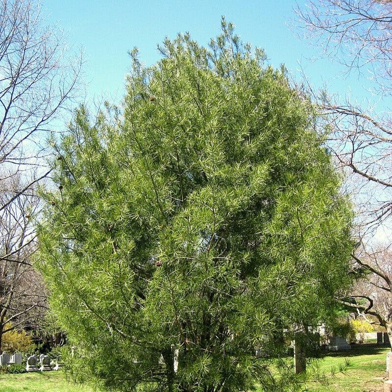 Pinus bungeana ~ Lacebark Pine