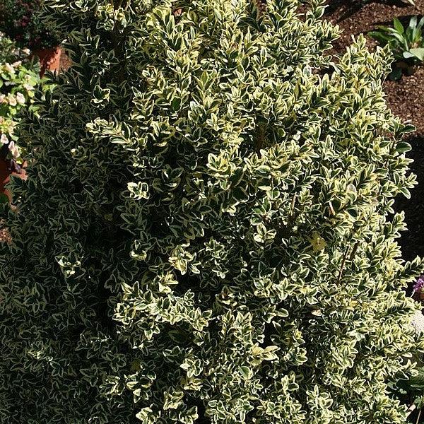 Buxus sempervirens 'Variegata' ~ Variegated Boxwood