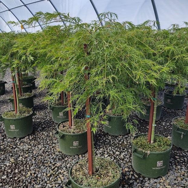 Acer palmatum var. dissectum 'Viridis' ~ Viridis Japanese Maple