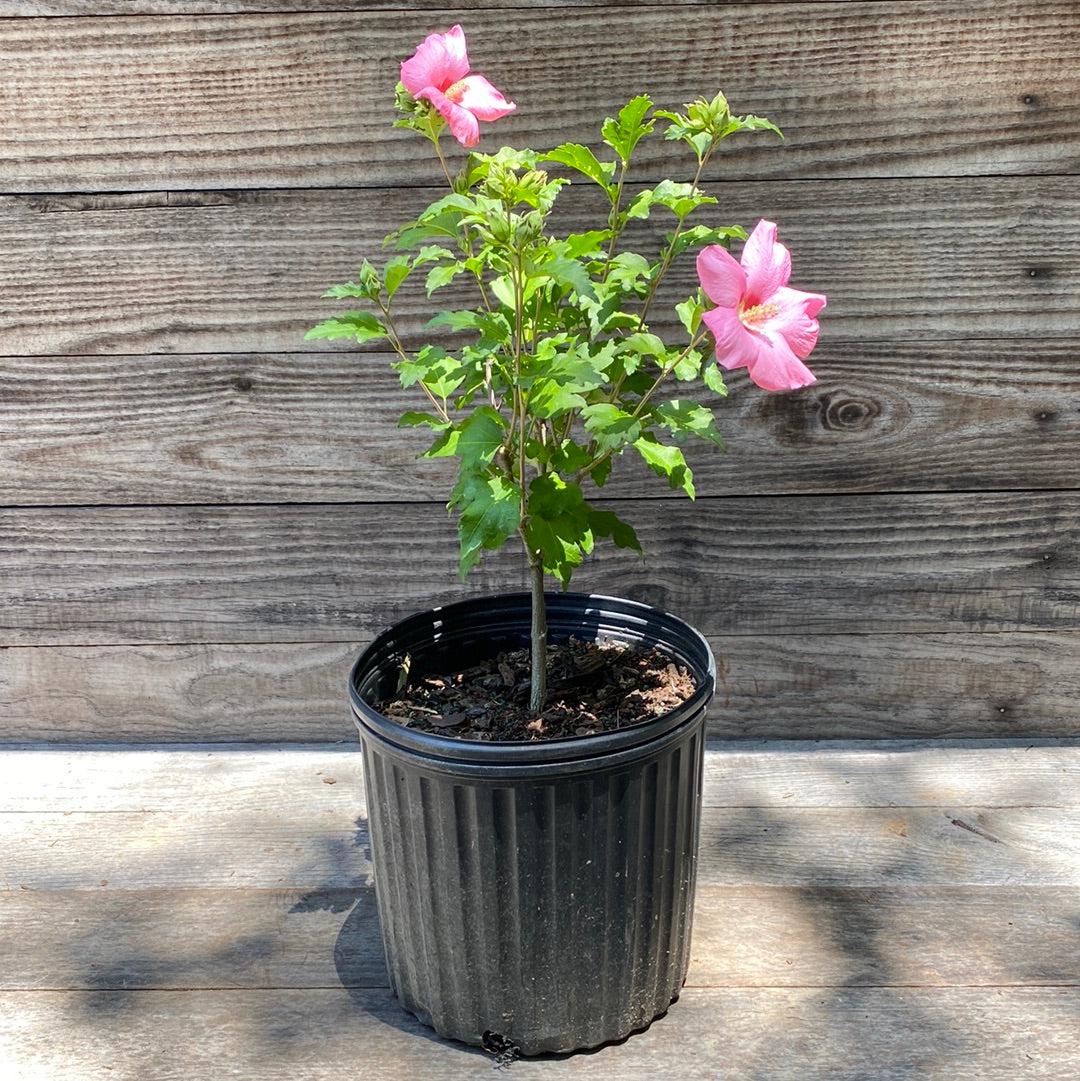 Hibiscus syriacus 'Aphrodite' ~ Aphrodite Rose of Sharon