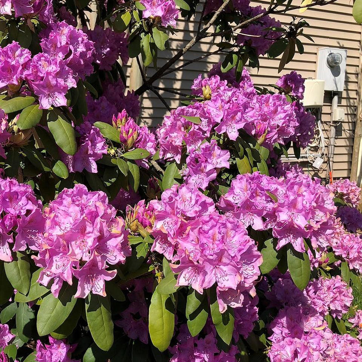 Rhododendron 'English Roseum' ~ English Roseum Rhododendron