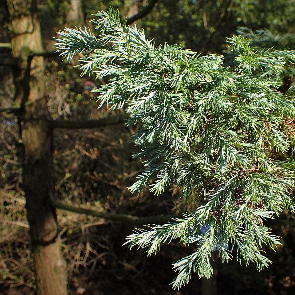 Chamaecyparis pisifera 'Boulevard' ~ Boulevard Cypress