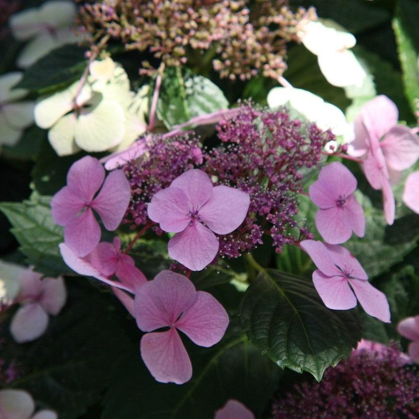 Hydrangea macrophylla 'Tokyo Delight' ~ Tokyo Delight Hydrangea