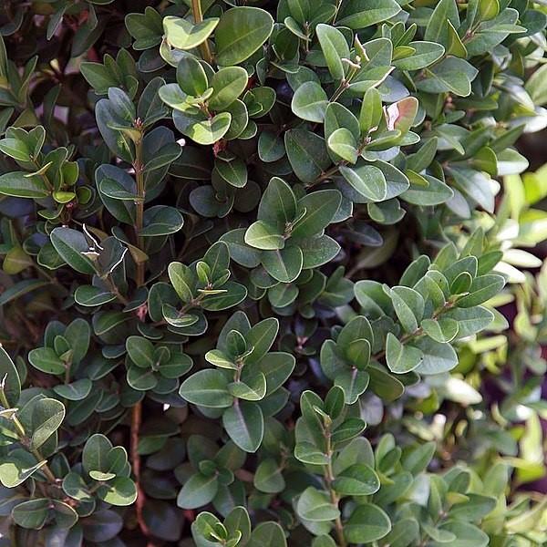 Buxus sempervirens 'Dee Runk' ~ ‘Dee Runk’ Boxwood