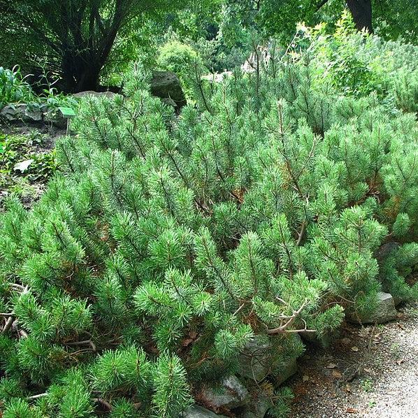 Pinus mugo var. Pumilio ~ Dwarf Mugo Pine, Pumilio Pine