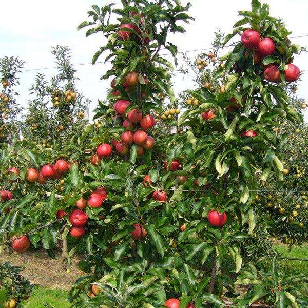 Malus pumila 'Honeycrisp' ~ Honeycrisp Apple