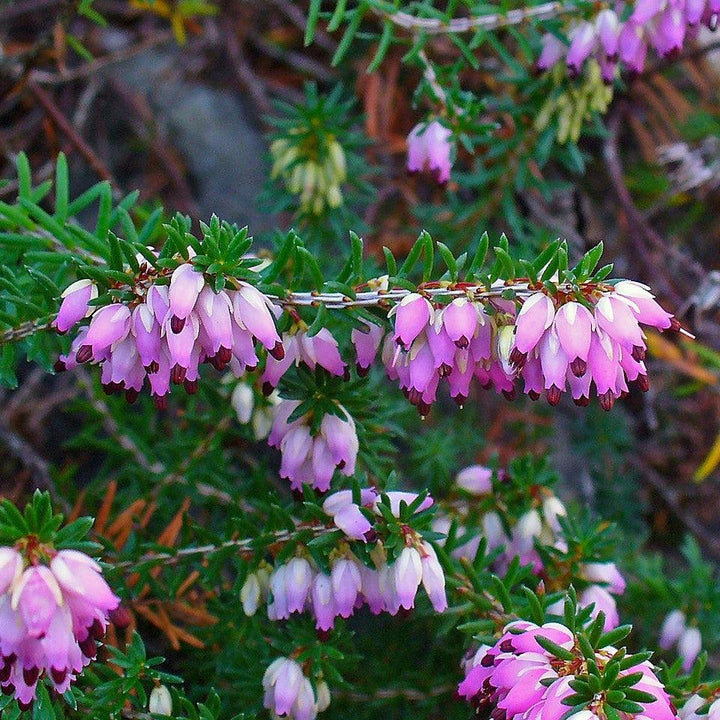 Erica carnea ~ Heather, Pink