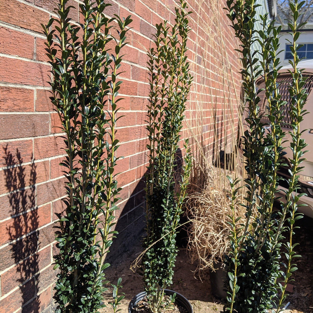 Ilex crenata 'Sky Pencil' ~ Sky Pencil Japanese Holly