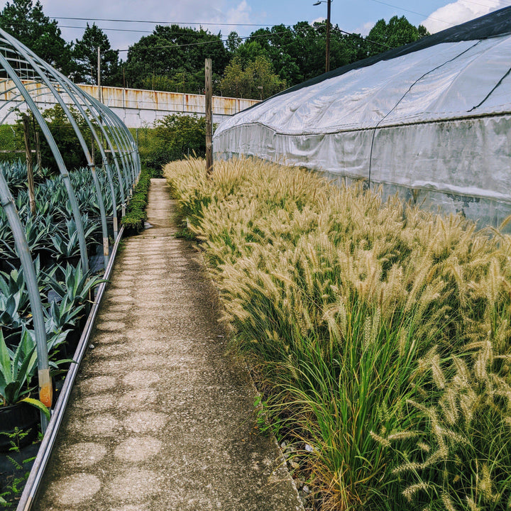 Pennisetum alopecuroides 'Hameln ~ Hameln Fountain Grass