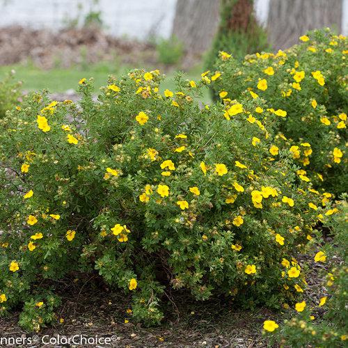 Potentilla fruticosa 'Lundy' ~ Happy Face® Yellow Potentilla