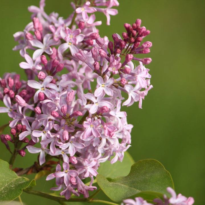 Syringa 'Grecrimdoll' ~ Crimson Doll™ Lilac