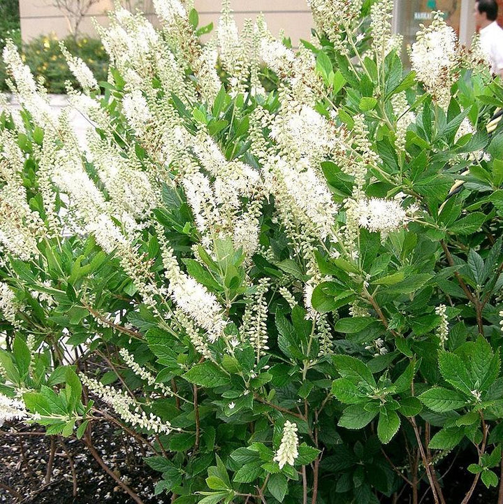 Clethra alnifolia 'Sixteen Candles' ~ Sixteen Candles Summersweet