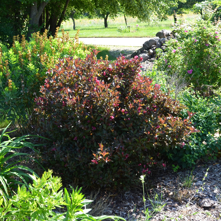 Weigela florida 'Bokrashine' ~ Shining Sensation™ Weigela