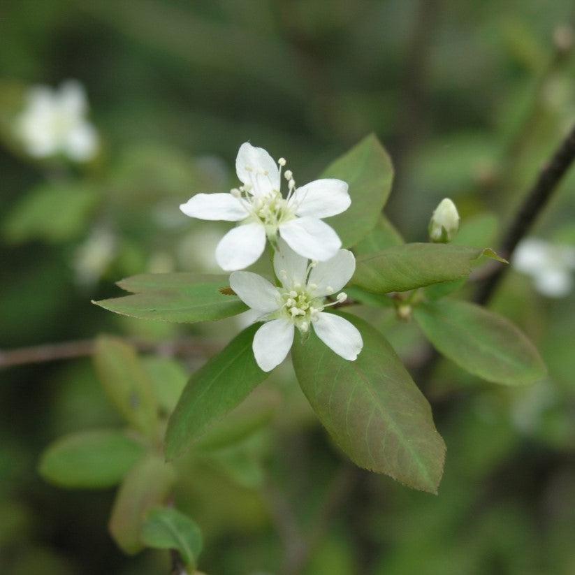 Amelanchier sp. ~ Serviceberry