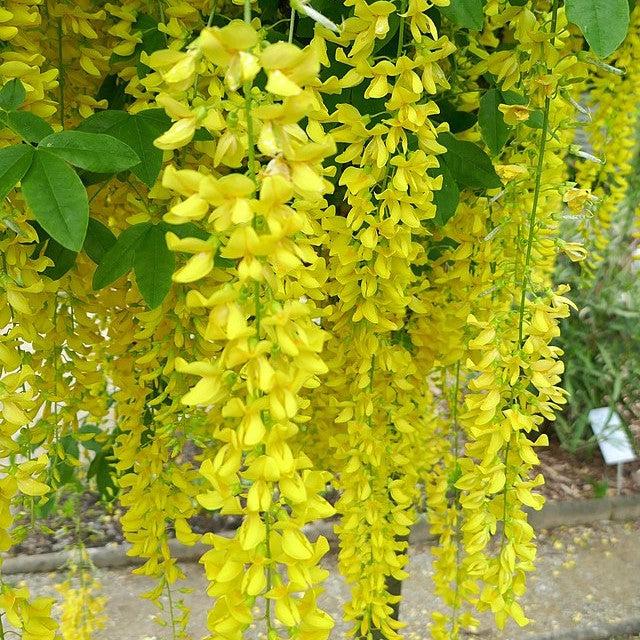 Laburnum x watereri ~ Golden Chain Tree