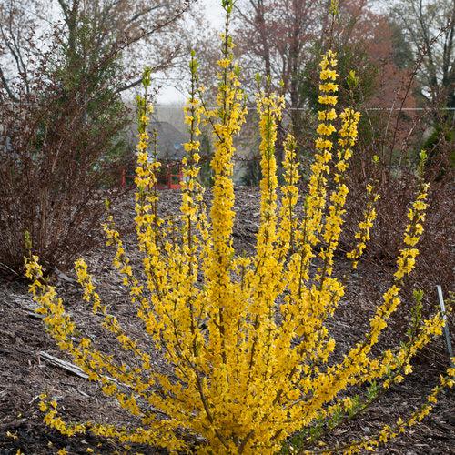 Forsythia x 'Minfor6' ~ Show Off Starlet® Forsythia