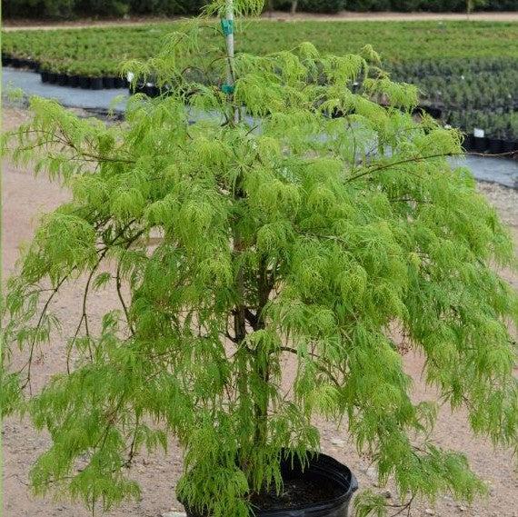 Acer palmatum var. dissectum 'Viridis' ~ Viridis Japanese Maple