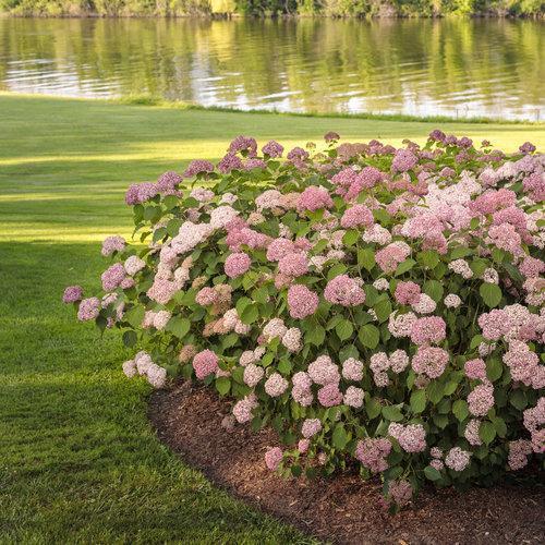 Hydrangea arborescens 'NCHA2' ~ Invincibelle® Spirit II Hydrangea